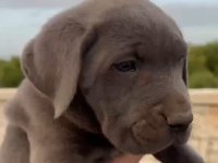 Cane Corso Yavrularımız Hazır