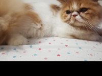 1 yaşında tatlış exotic shorthair