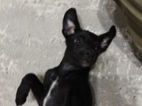 Minyatür pinscher
