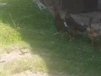 4+2 Hint tavuğu isteyene gider