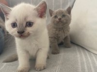 3 Beyaz 1 Gri British Yavruları
