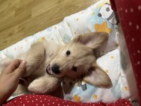 2.5 Aylık Dişi Golden Retriever Yavru