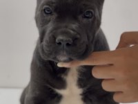 Harika Anatomi Cane Corso Yavrular