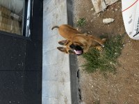 6 aylık erkek belçika kurdu