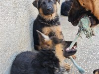 Alman kurdu yavruları 2 aylık