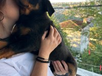 2.5 aylık safkan dişi rottweiler yavrum