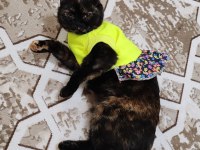Ücretsiz scottish fold dişi