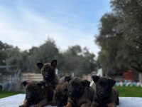 Muhteşem Belçika Malinois Yavrularımız