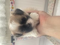 shiranian melez köpekler