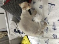 Safkan persian 2 yaşında