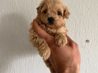 Mükemmel kalite maltipoo bebekler