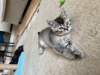 British Shorthair Yavru Kediler