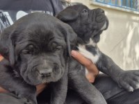 Cane Corso Yavruları