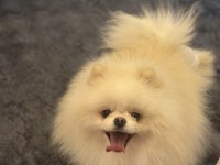 Teddy surat scr ve pasaportlu pomeranian
