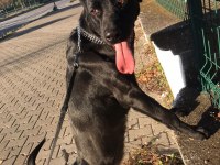 Çok akıllı bir Labrador köpeği