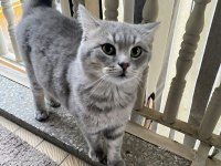 British Shorthair 3 Yaşında