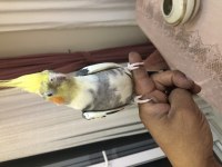 Full evcil konuşan sultan papağanı