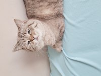 British blue point erkek shorthair