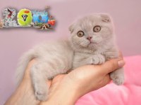 SCOTTİSH BEBEKLERİMİZ AİLELERİNİ BEKLİYOR