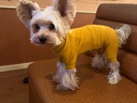Full Eğitimli Aşılı Masrafsız Köpeğimiz