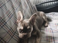 OYUNCU YAVRU FRENCH BULLDOG