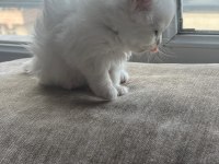 British longhair yavru
