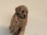 MALTİPOO CİNSİ YAVRULAR