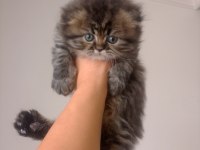 Tatlı bir erkek bebiş scottish fold