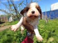 Cavalier king charles baby