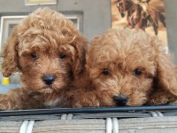 Standart poodle efsane bebekler