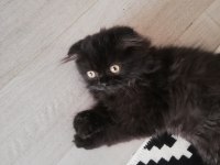 Siyah british longhair