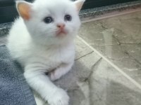 British shorthair blue point yavruları