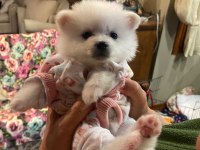 Pomeranian dişi 45 günlük