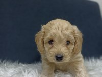 MALTİPOO BEBEKLER