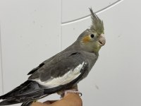 Sultan papağanı sahiplendirilecekler