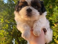 Mükemmel Shih Tzu Yavrular