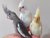 Saf kan albino kırmızı göz sultan papağanı