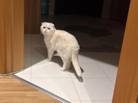 Scottish Fold Kedimizi Sahiplendirmek İstiyoruz