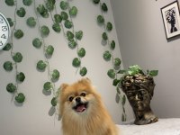 Kusursuz Güzellikte Yetişkin Dişi Pomeranian Boo