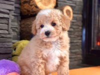 Maltipoo Yavruları Sizleri Bekliyor  
