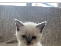 Safkan anne ve babanın yavruları kediler