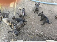 Belçika kurdu malinois