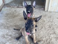 A Kalite Malinois Yavrularımız