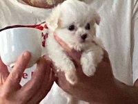 Maltese Terrier Sıfır Numara Evimin Yumurcakları
