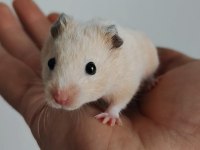 Suriye Hamster Bebekler
