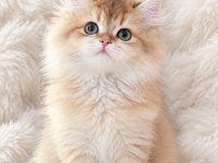 Safkan kalitede ny12 british longhair erkeğim