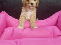 İNANILMAZ GÜZELLİKTE MALTİPOO YAVRULAR