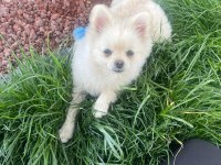 Pomeranian Boo 5 Aylık