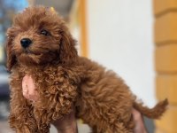 Erkek - Dişi Toy Poodle Yavrular Yeni Ailesini Arıyor