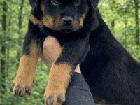 Üst Kalite Heybetli Rottweiler Yavrular